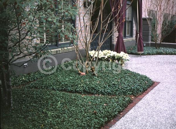 Yellow blooms; Evergreen