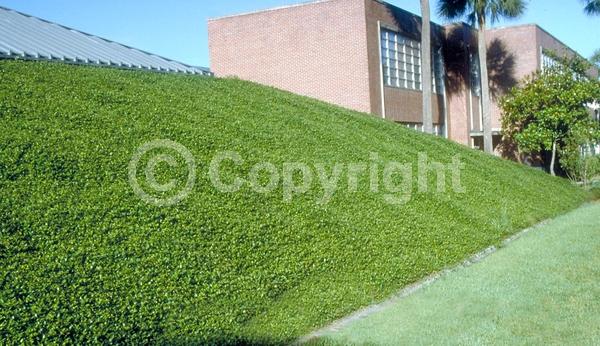 Yellow blooms; Evergreen