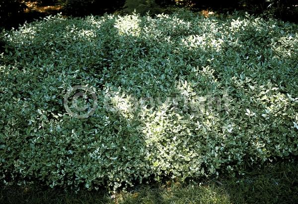 Yellow blooms; Evergreen