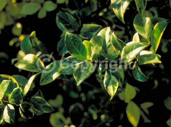 Yellow blooms; White blooms; Evergreen