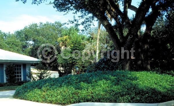 Yellow blooms; Evergreen; Broadleaf