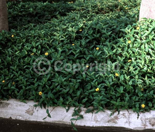 Yellow blooms; Evergreen; Broadleaf