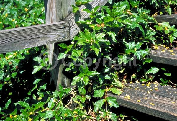 Yellow blooms; Evergreen; Broadleaf