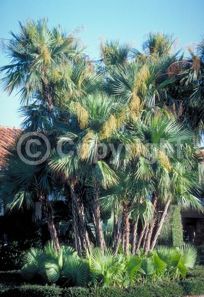 Yellow blooms; White blooms; Evergreen; Broadleaf; North American Native
