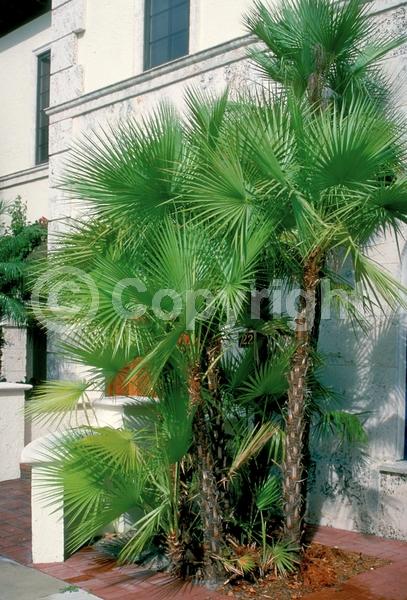 Yellow blooms; White blooms; Evergreen; Broadleaf; North American Native