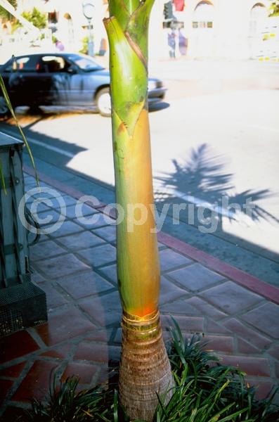 White blooms; Evergreen; Needles or needle-like leaf
