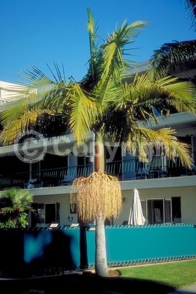 White blooms; Evergreen; Needles or needle-like leaf