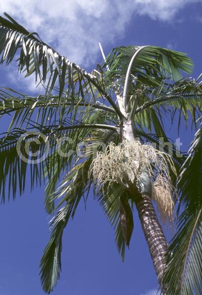 White blooms; Evergreen; Needles or needle-like leaf