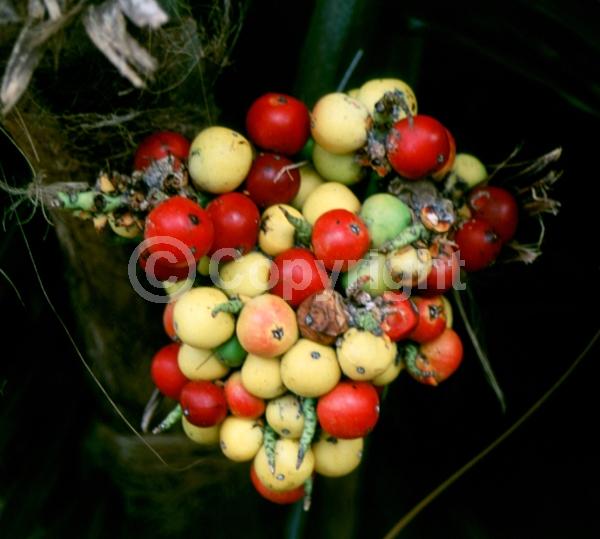 Red blooms; Green blooms; Evergreen