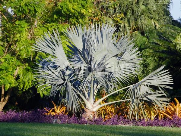 White blooms; Evergreen; Broadleaf