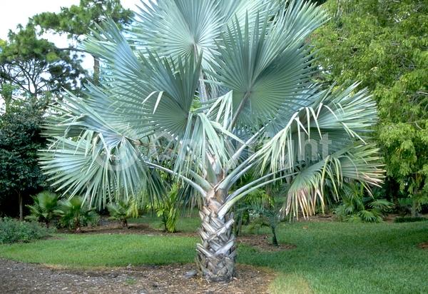 White blooms; Evergreen; Broadleaf