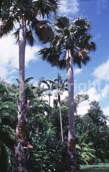 White blooms; Evergreen; Needles or needle-like leaf