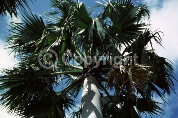 White blooms; Evergreen; Needles or needle-like leaf