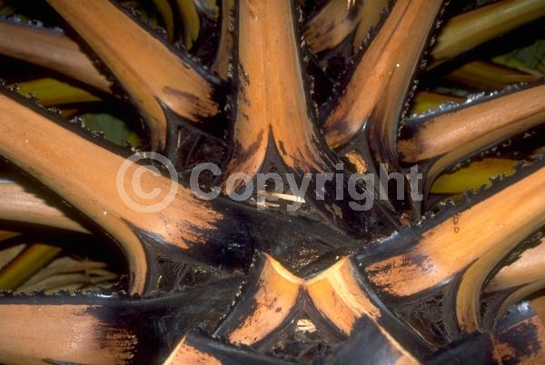 White blooms; Evergreen; Needles or needle-like leaf