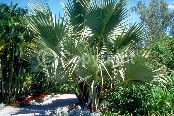 White blooms; Evergreen; Needles or needle-like leaf
