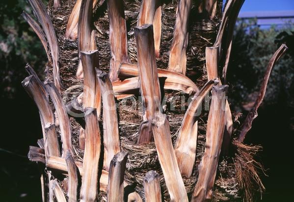 White blooms; Evergreen; Needles or needle-like leaf