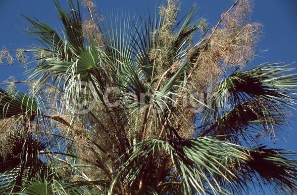 White blooms; Evergreen; Needles or needle-like leaf
