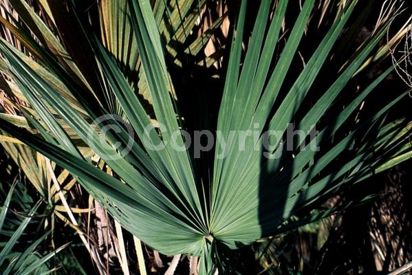 White blooms; Evergreen; Needles or needle-like leaf