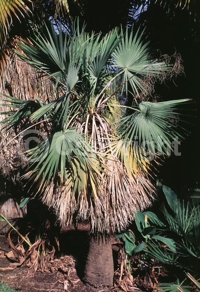 White blooms; Evergreen; Needles or needle-like leaf