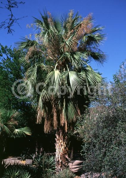 White blooms; Evergreen; Needles or needle-like leaf