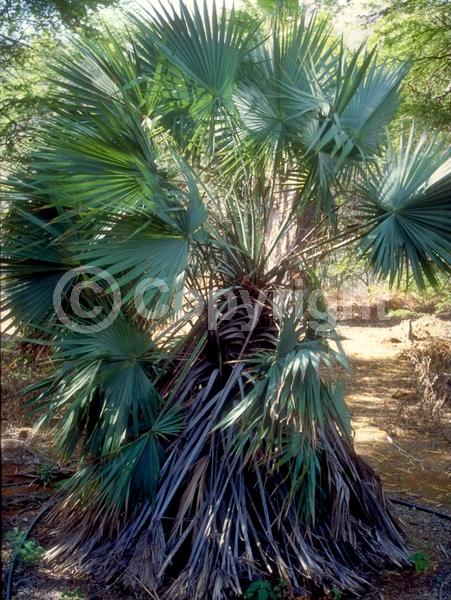 White blooms; Evergreen; Needles or needle-like leaf; North American Native