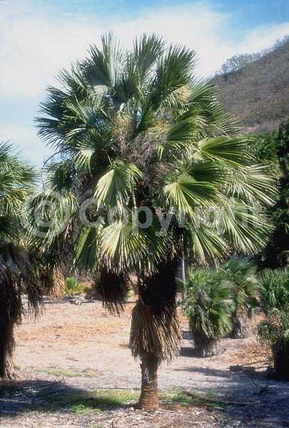 White blooms; Evergreen; Needles or needle-like leaf; North American Native