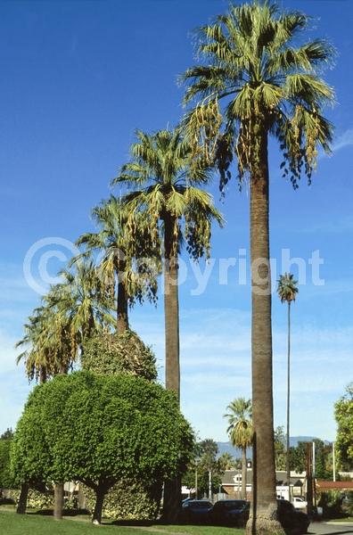 White blooms; Evergreen; Needles or needle-like leaf; North American Native