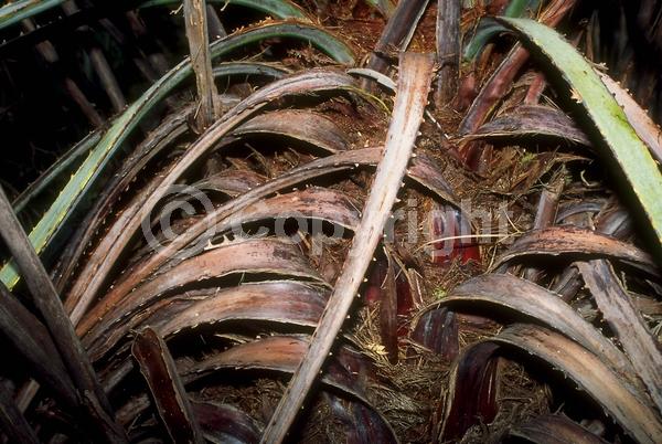 White blooms; Evergreen; Needles or needle-like leaf; North American Native