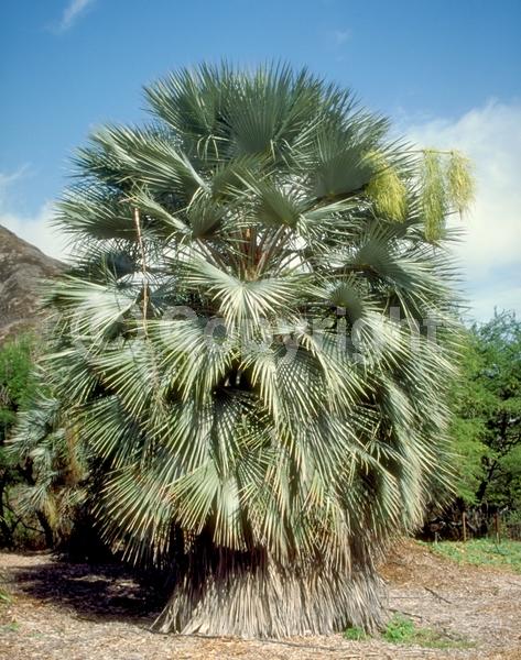 White blooms; Evergreen; Needles or needle-like leaf; North American Native