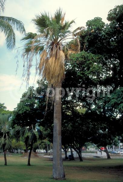 White blooms; Evergreen; Needles or needle-like leaf; North American Native