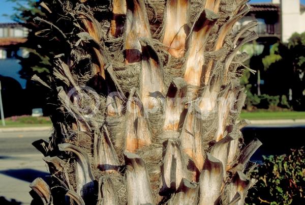 White blooms; Evergreen; Needles or needle-like leaf; North American Native