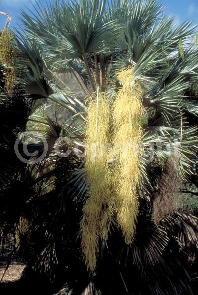White blooms; Evergreen; Needles or needle-like leaf; North American Native