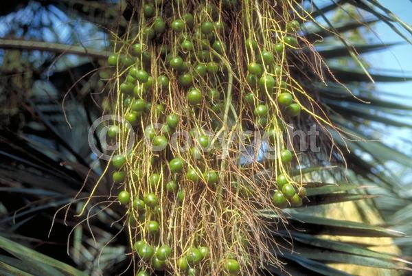 White blooms; Evergreen; Needles or needle-like leaf; North American Native