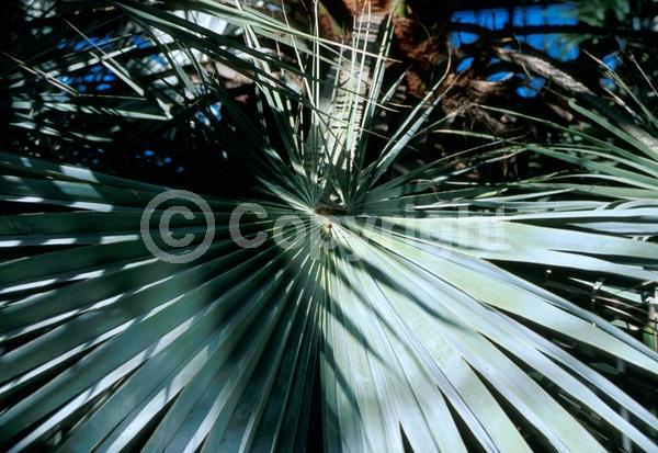 White blooms; Evergreen; Needles or needle-like leaf; North American Native