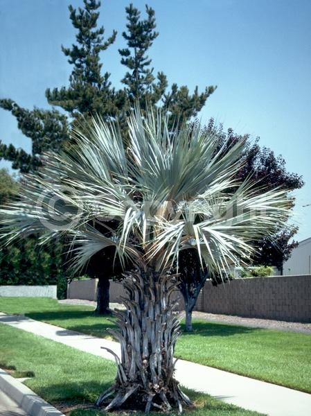 White blooms; Evergreen; Needles or needle-like leaf; North American Native
