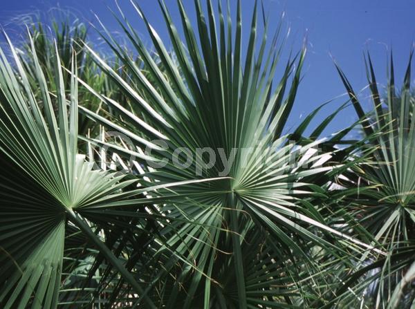 White blooms; Evergreen; Needles or needle-like leaf; North American Native