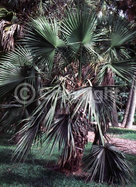 White blooms; Evergreen; Needles or needle-like leaf; North American Native