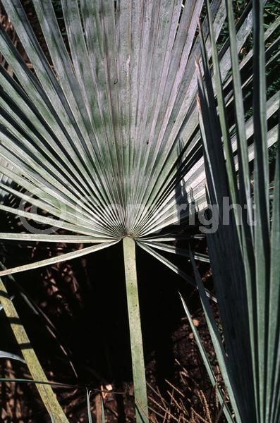 White blooms; Evergreen; Needles or needle-like leaf; North American Native