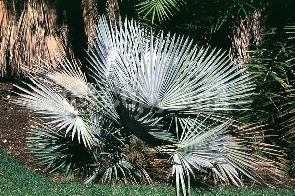 White blooms; Evergreen; Needles or needle-like leaf; North American Native