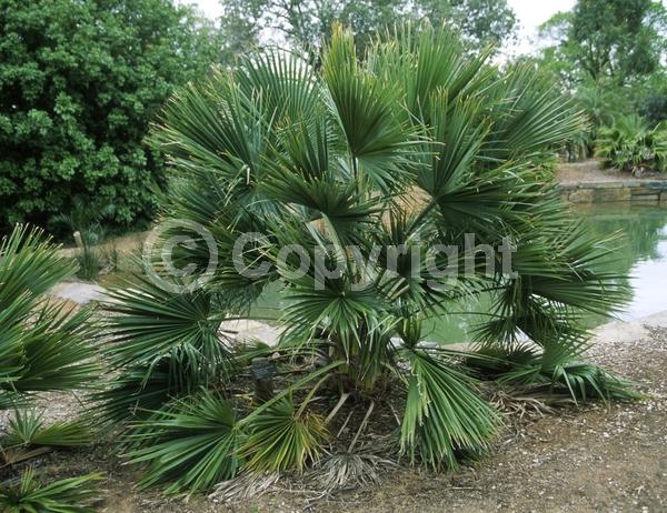 White blooms; Evergreen; Needles or needle-like leaf; North American Native