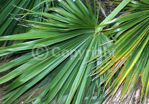 White blooms; Evergreen; Needles or needle-like leaf; North American Native
