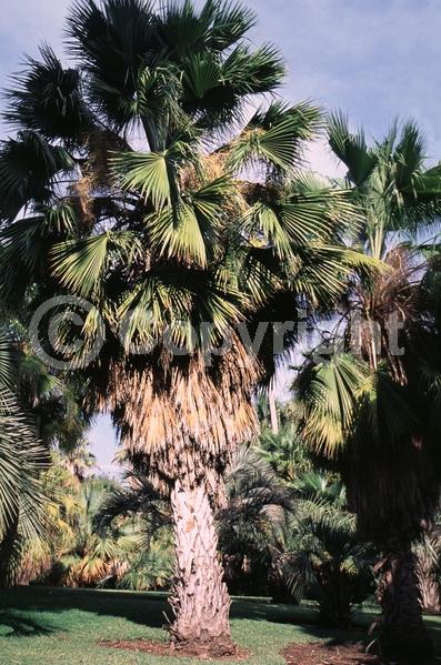 White blooms; Evergreen; Needles or needle-like leaf; North American Native