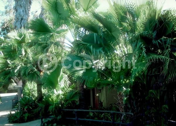 White blooms; Evergreen; Needles or needle-like leaf; North American Native