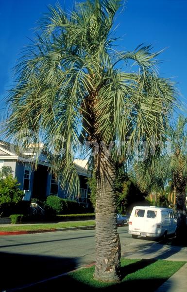 White blooms; Evergreen; Needles or needle-like leaf