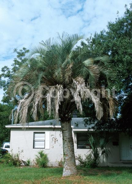 White blooms; Evergreen; Needles or needle-like leaf