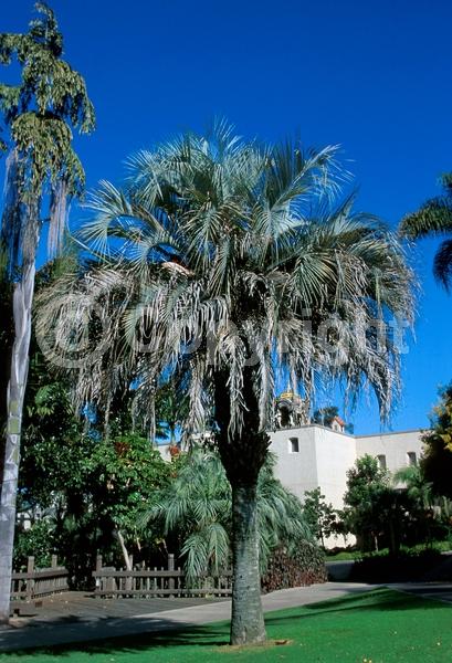 White blooms; Evergreen; Needles or needle-like leaf