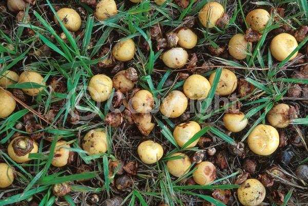 White blooms; Evergreen; Needles or needle-like leaf