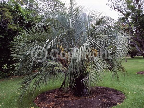 White blooms; Evergreen; Needles or needle-like leaf