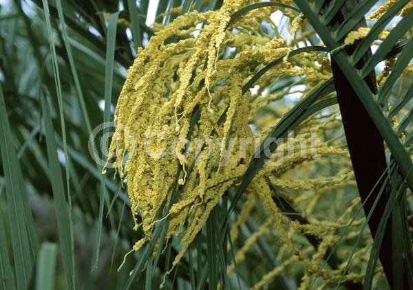 White blooms; Evergreen; Needles or needle-like leaf