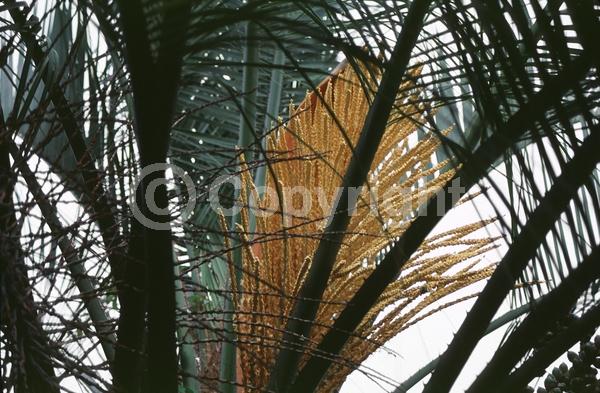 White blooms; Evergreen; Needles or needle-like leaf